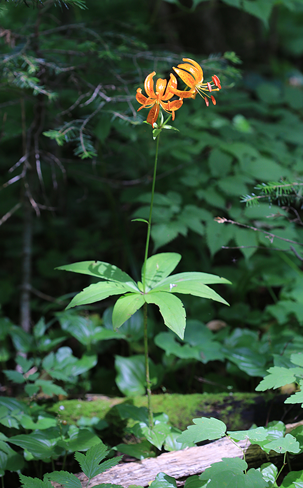 Изображение особи Lilium distichum.