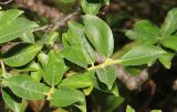 Salix woroschilovii. Побеги. Приморский край, Партизанский р-н, гора Ольховая, выс. 1600 м н.у.м., опушка елового леса, по берегу высохшего малого озера. 29.07.2020.