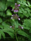 Clinopodium chinense. Верхушка цветущего растения. Приморский край, Ольгинский р-н, окр. с. Милоградово. 11.08.2009.