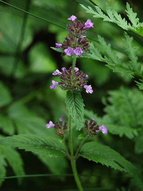 Image of Clinopodium chinense specimen.