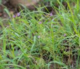 Cleome rubella