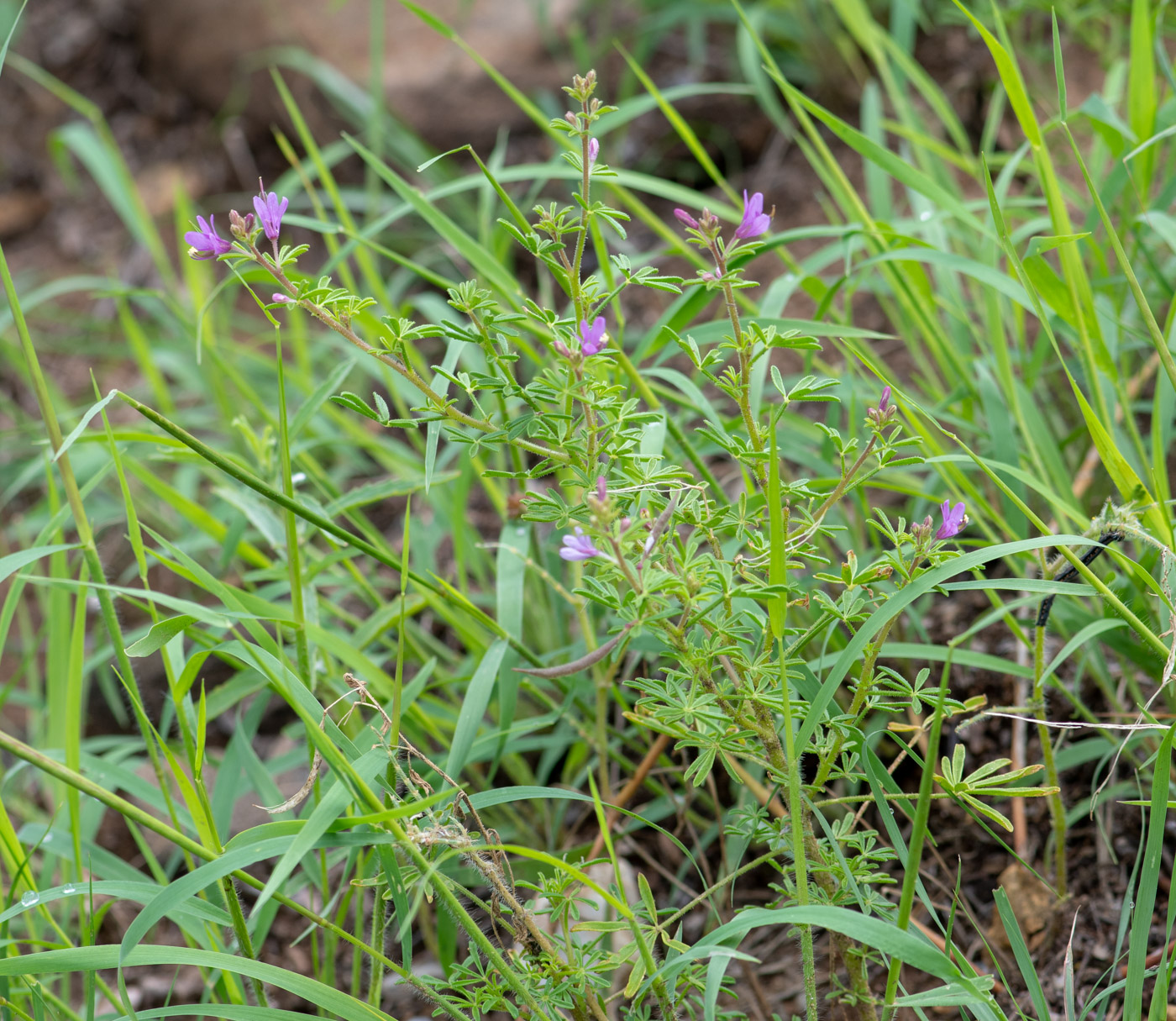 Image of Cleome rubella specimen.