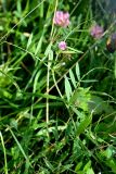 Vicia angustifolia