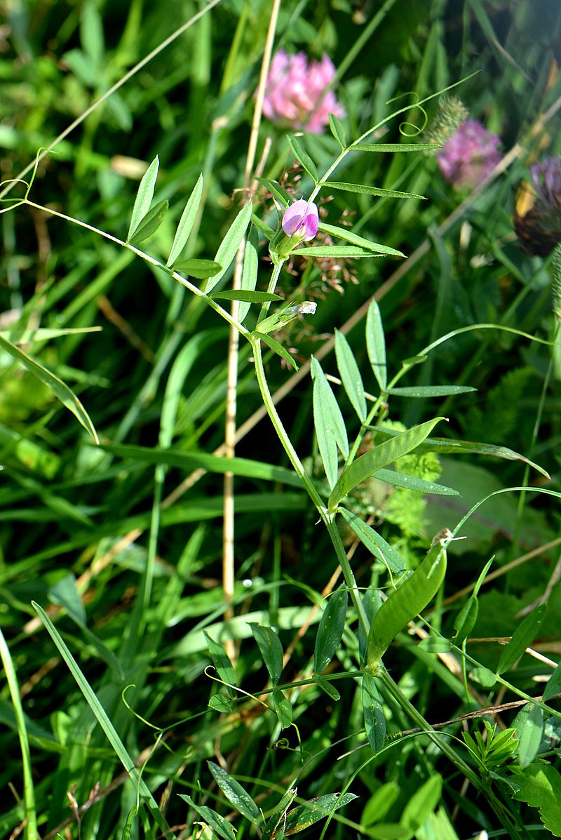 Image of Vicia angustifolia specimen.