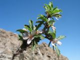 Cerasus verrucosa