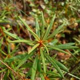 Ledum palustre