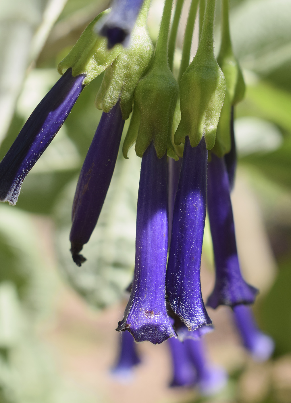 Изображение особи Iochroma cyaneum.