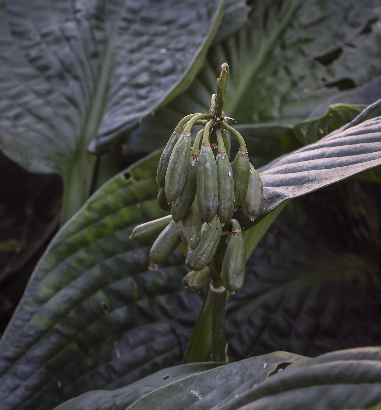 Изображение особи Hosta sieboldiana.