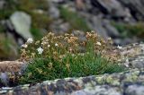 Gypsophila uralensis