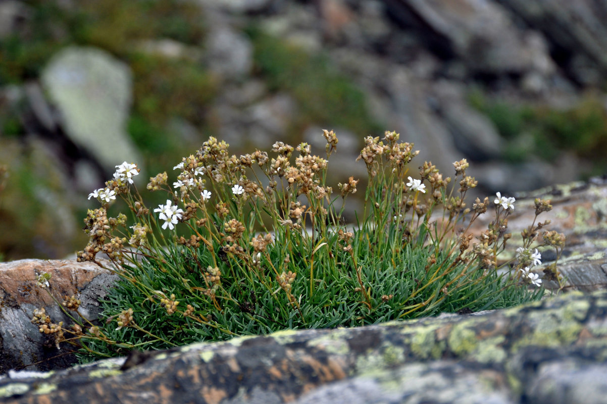 Image of Gypsophila uralensis specimen.