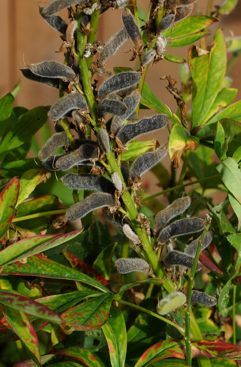 Image of Lupinus polyphyllus specimen.