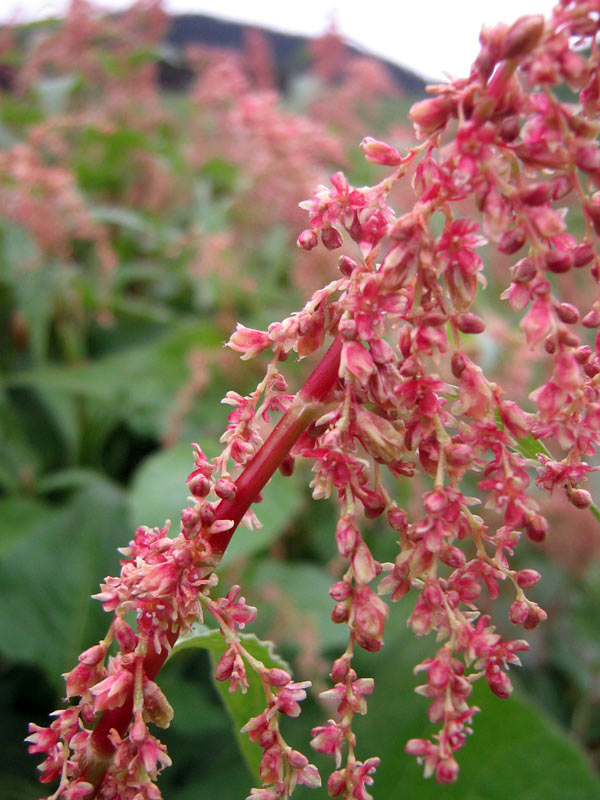 Изображение особи Aconogonon songaricum.