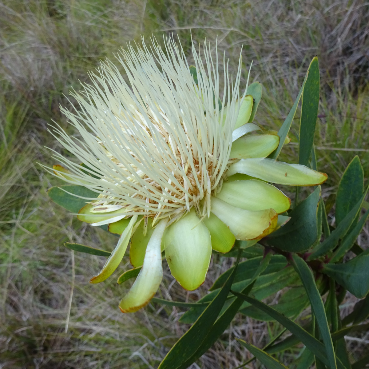 Image of Protea caffra ssp. kilimandscharica specimen.