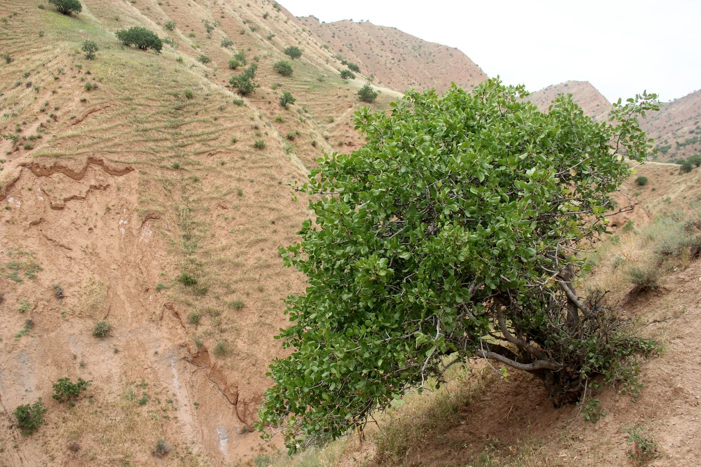 Image of Pistacia vera specimen.