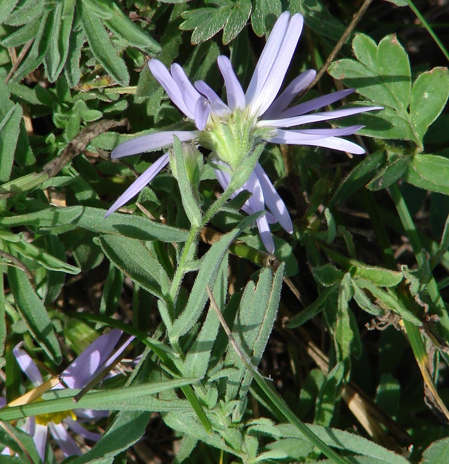 Изображение особи Heteropappus canescens.