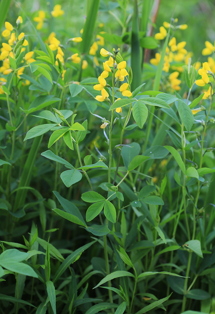 Image of Thermopsis lupinoides specimen.