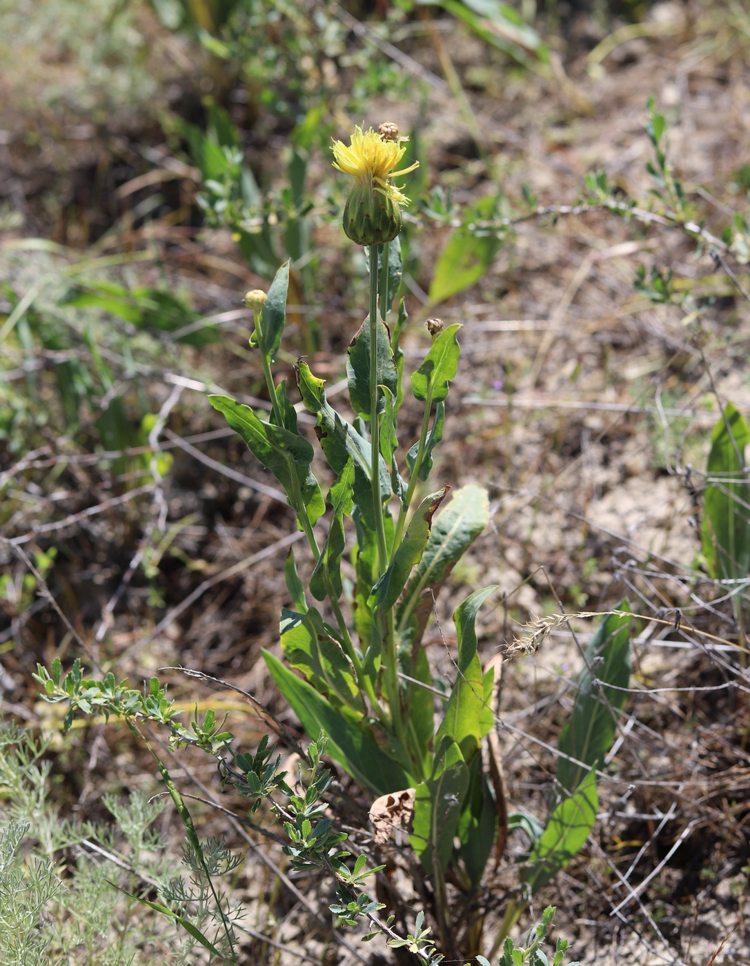 Изображение особи Klasea latifolia.