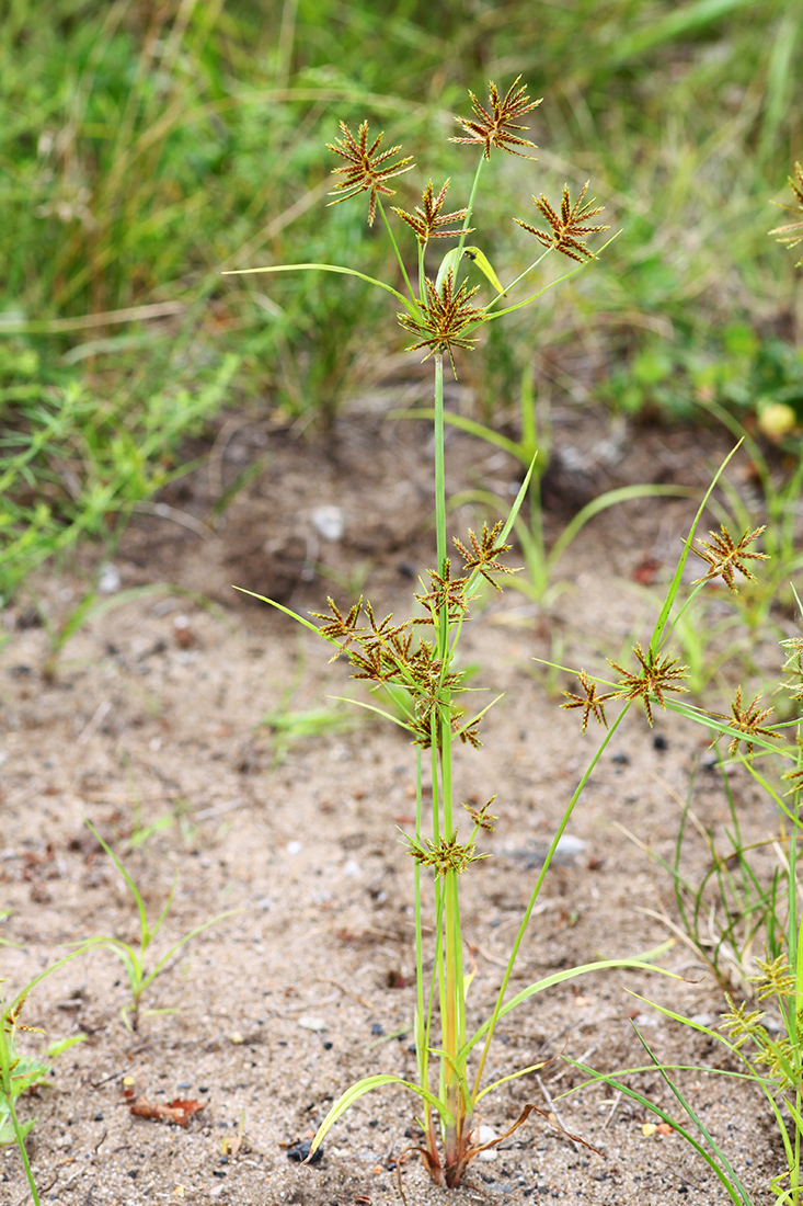 Изображение особи Cyperus amuricus.