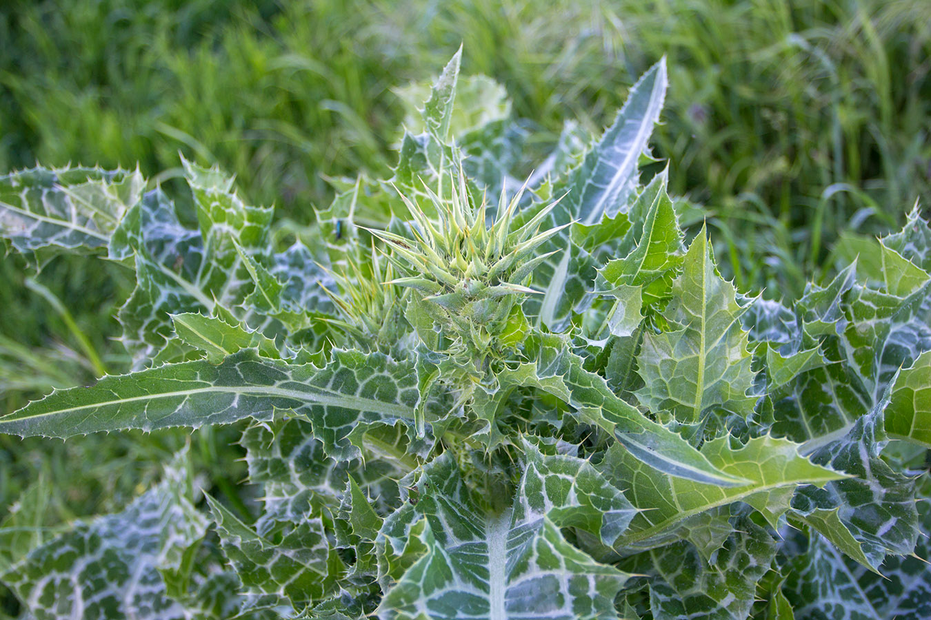 Изображение особи Silybum marianum.