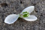 Galanthus plicatus