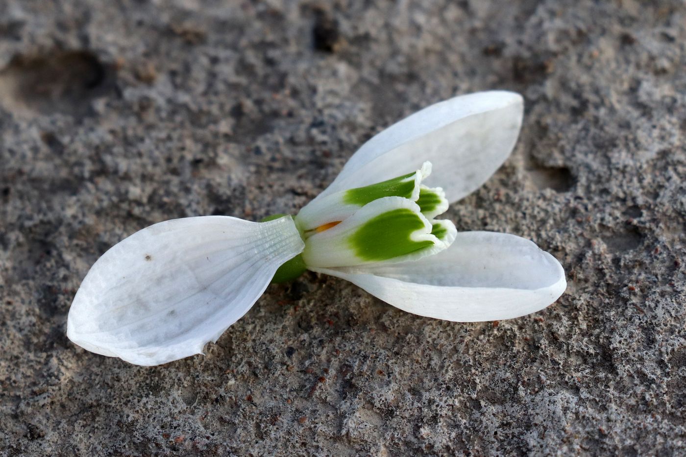 Изображение особи Galanthus plicatus.