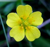 Potentilla erecta