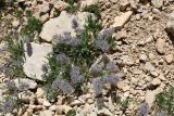 Stachys lavandulifolia