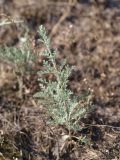 Artemisia santonicum
