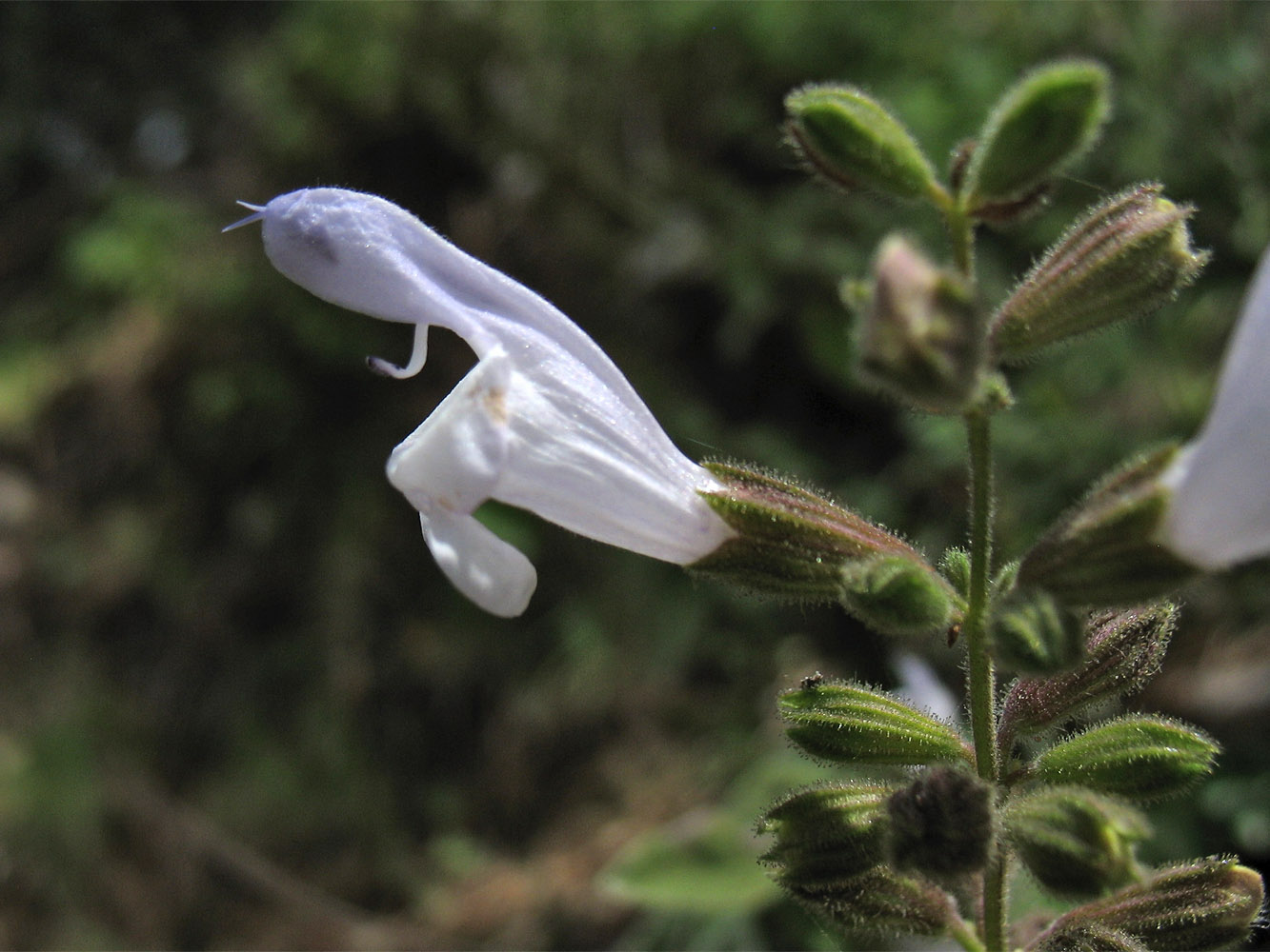 Image of Salvia fruticosa specimen.
