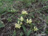 Astragalus resupinatus