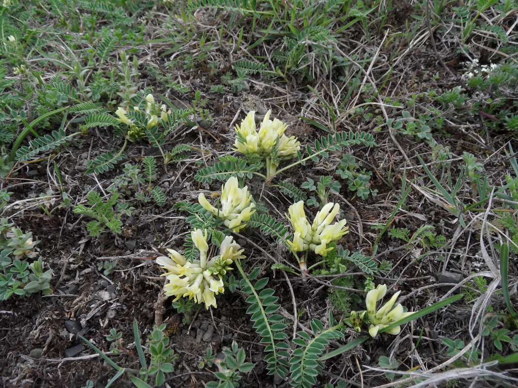 Изображение особи Astragalus resupinatus.