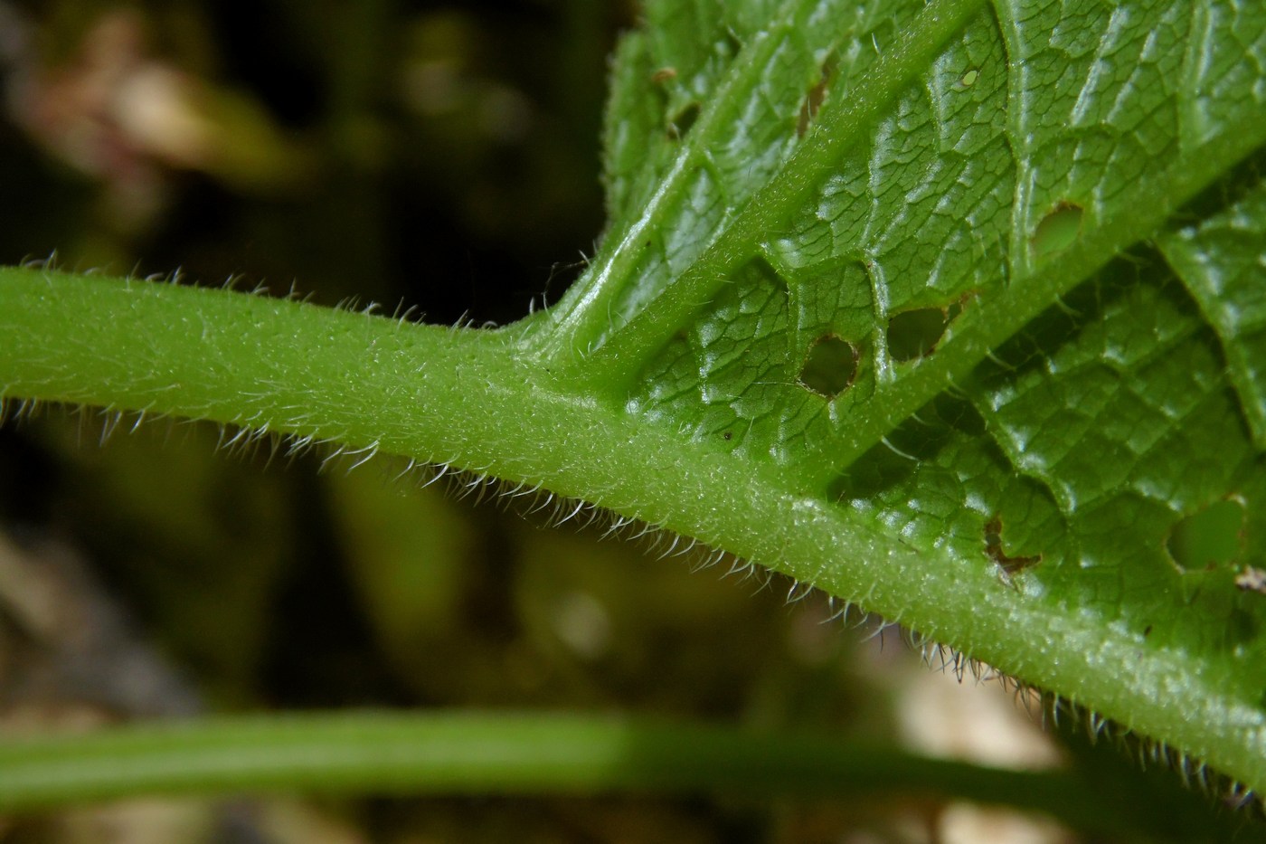 Изображение особи Trachystemon orientalis.