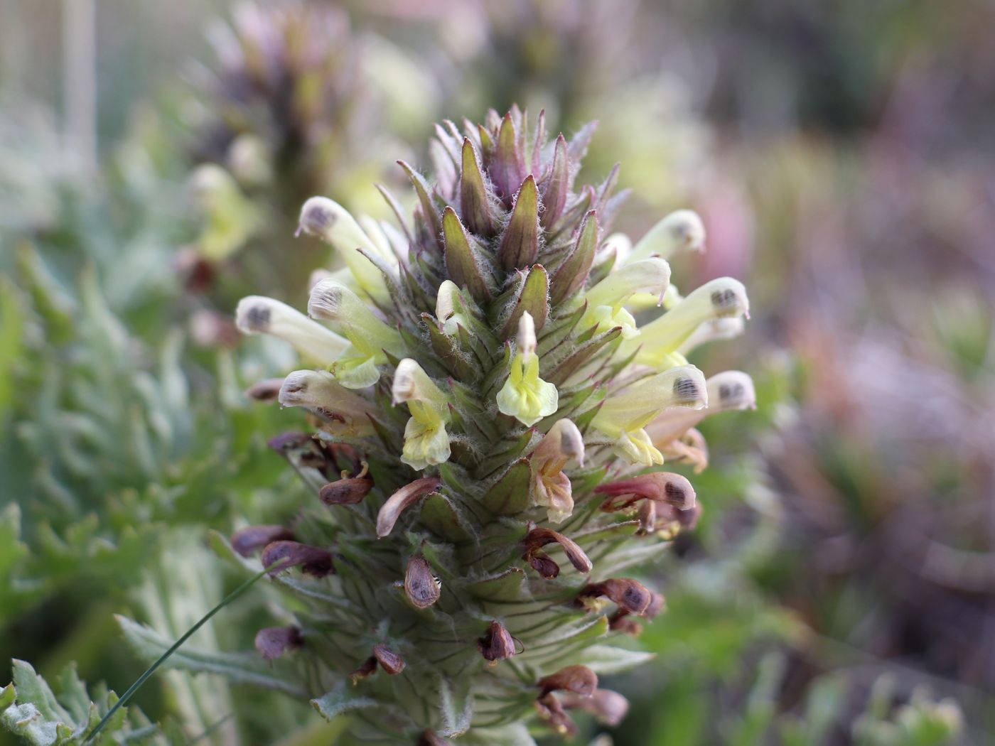 Изображение особи Pedicularis olgae.