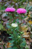 Callistephus chinensis. Верхушки цветущих растений. Новосибирск, в культуре. 07.10.2010.