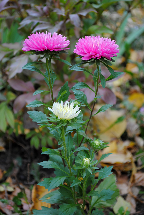 Изображение особи Callistephus chinensis.