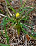 Adonis vernalis. Растение с бутоном. Самарская обл., Ставропольский р-н, окр. с. Жигули, залив Жигулёвская Труба, опушка широколиственного леса. 03.05.2021.