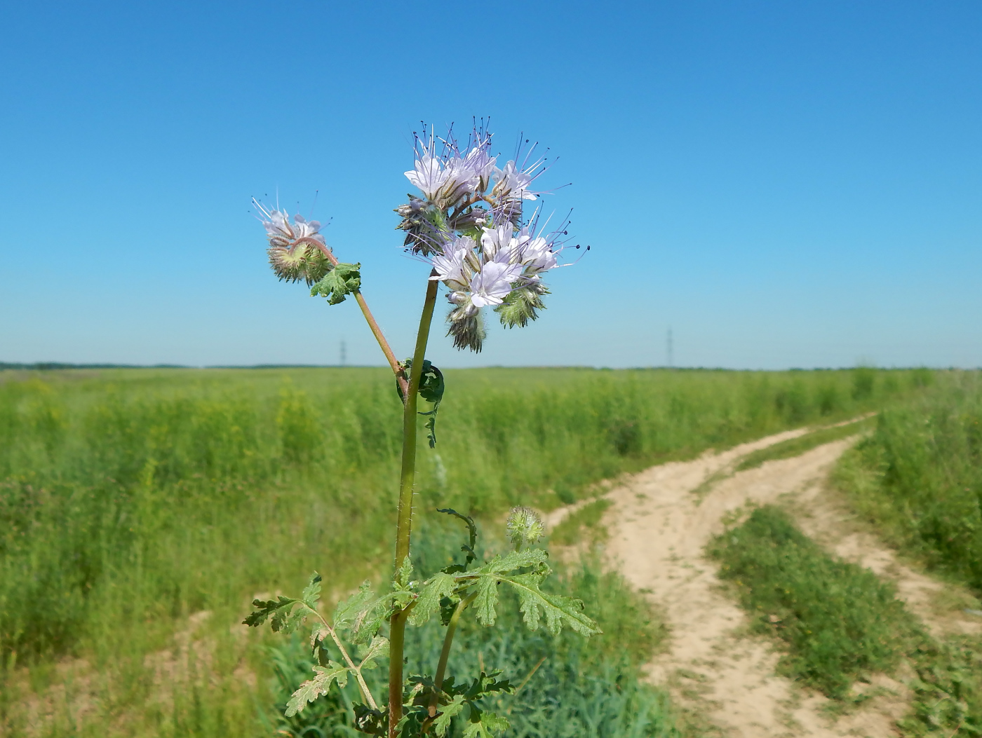 Image of Phacelia tanacetifolia specimen.