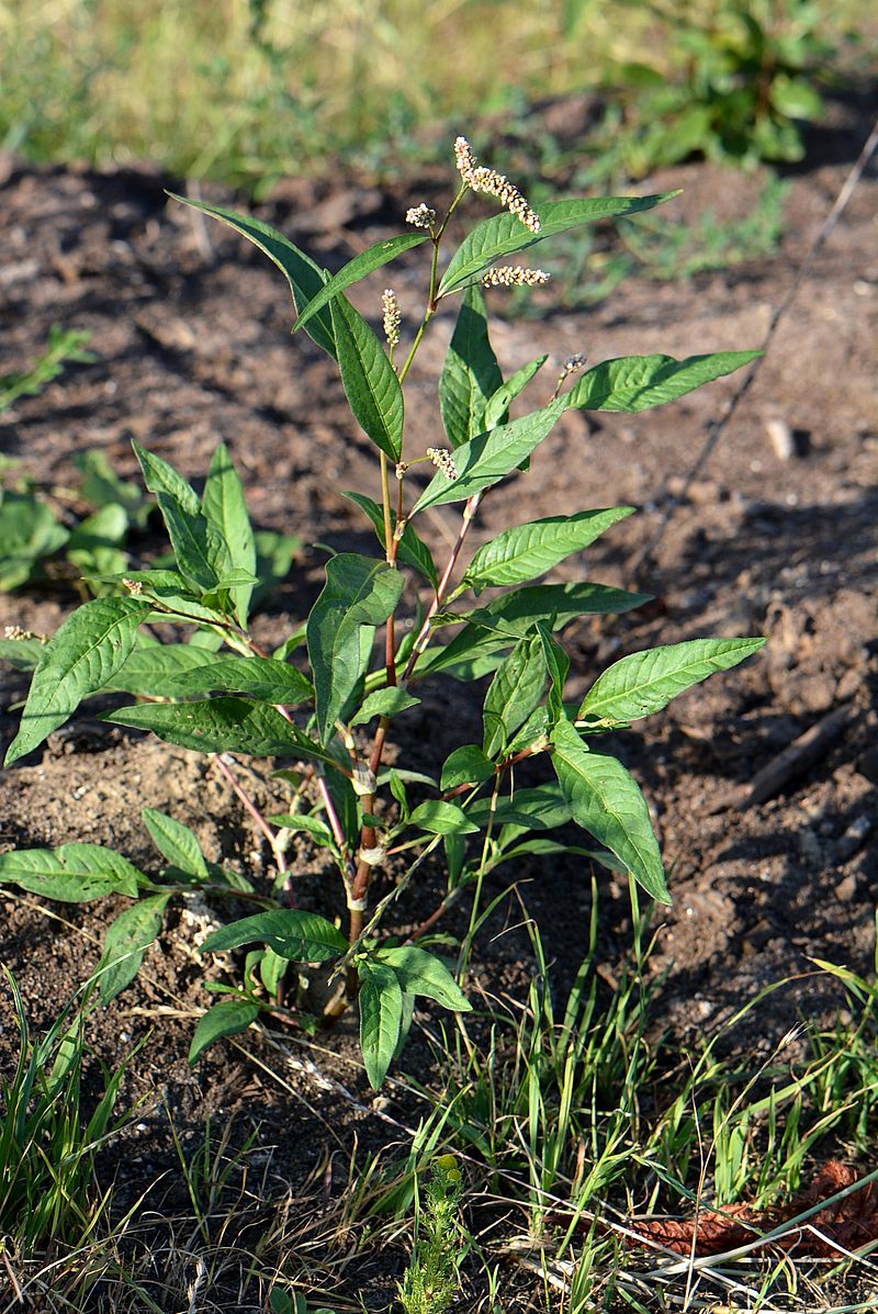 Image of Persicaria maculosa specimen.