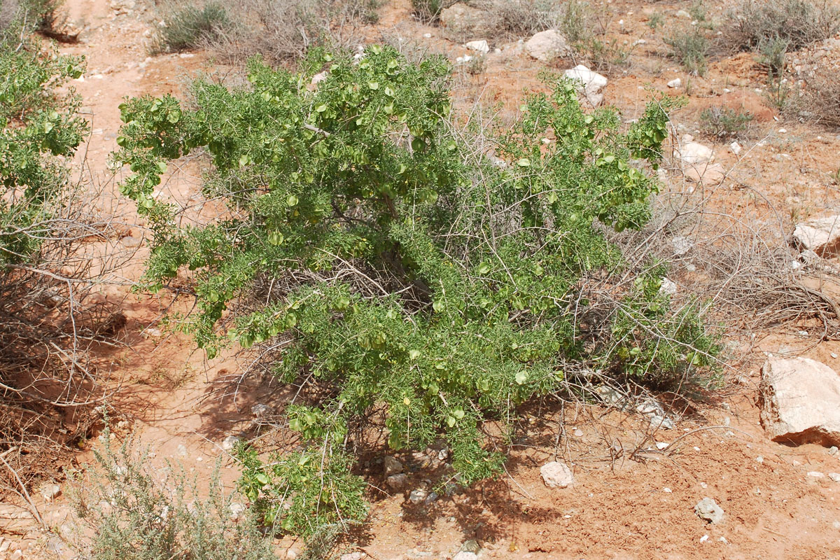 Image of Zygophyllum ferganense specimen.