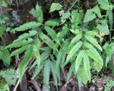 Pteris cretica