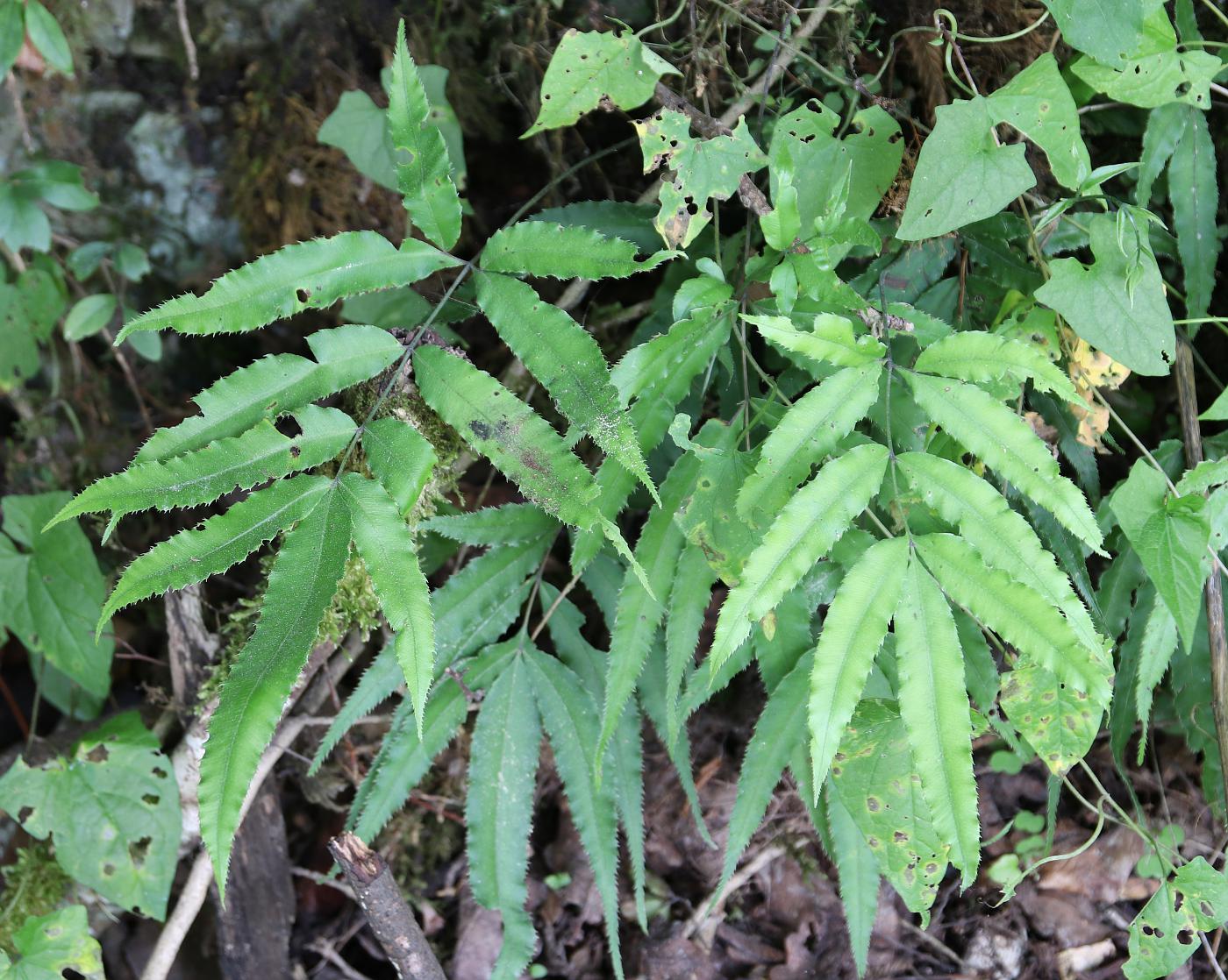 Изображение особи Pteris cretica.