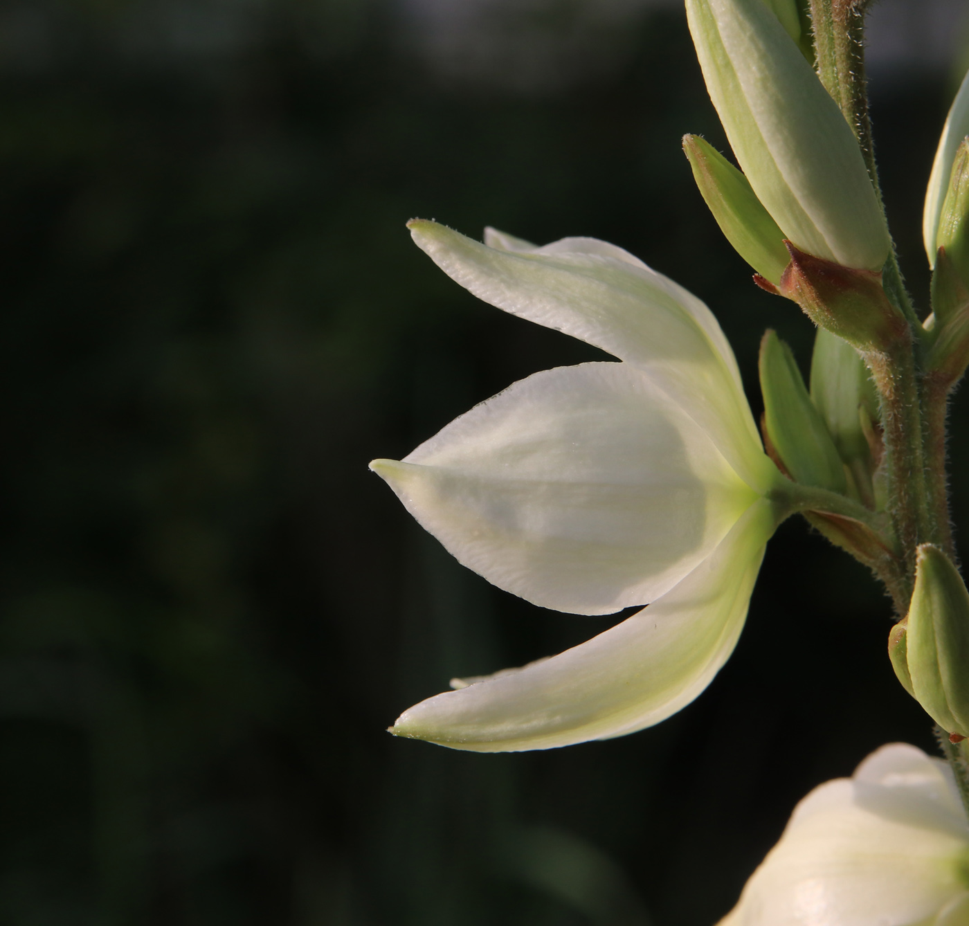 Изображение особи Yucca filamentosa.