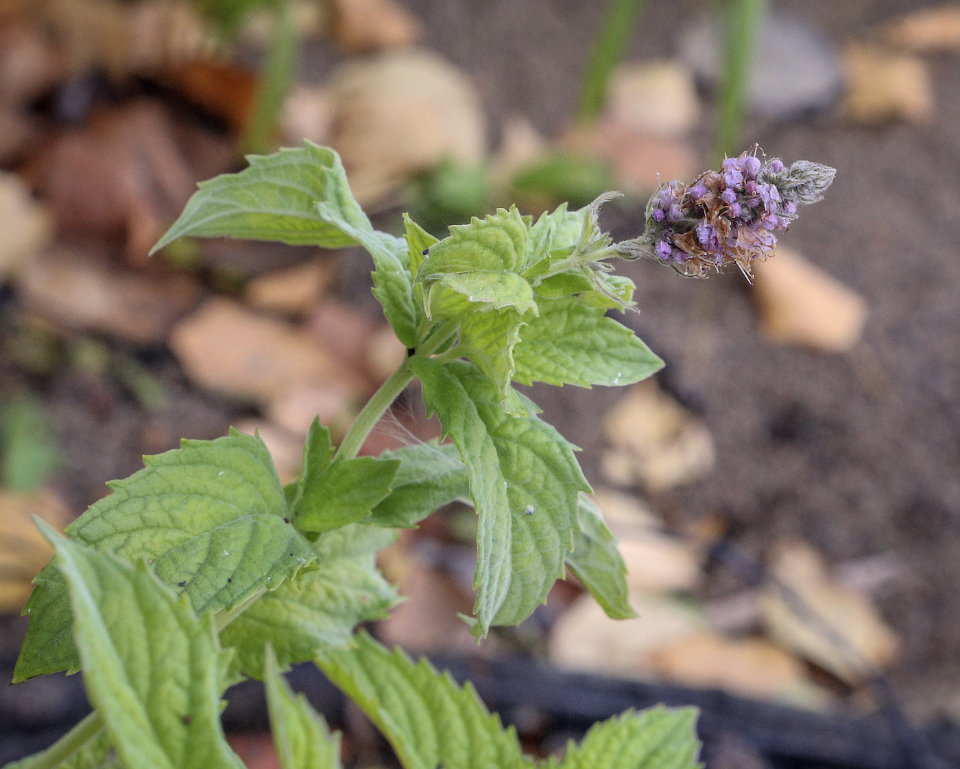 Изображение особи Mentha longifolia.