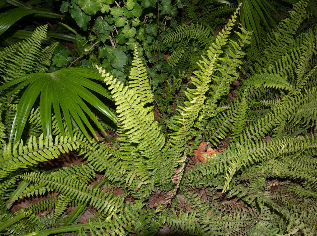 Image of Nephrolepis exaltata specimen.