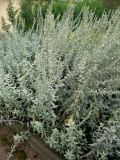Artemisia ludoviciana