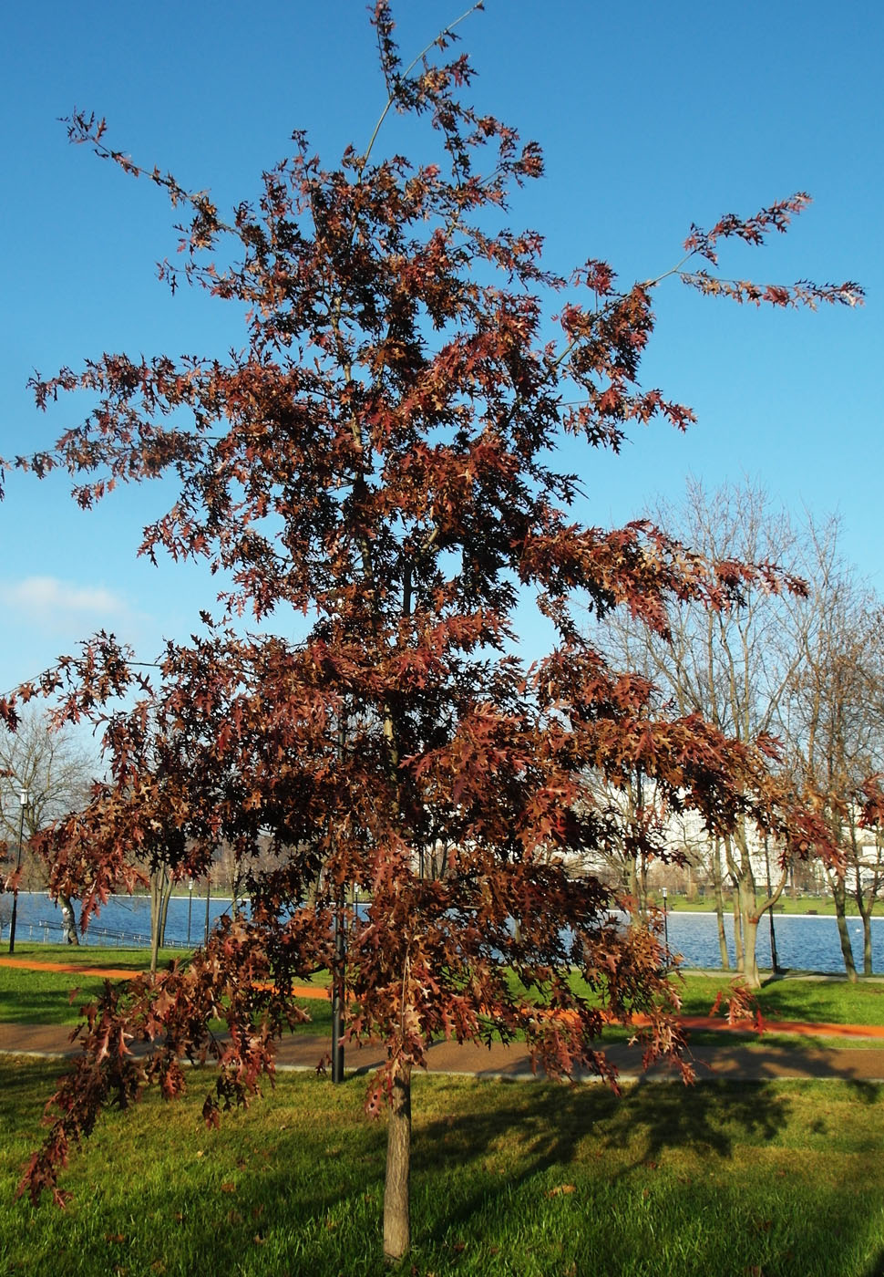 Изображение особи Quercus palustris.