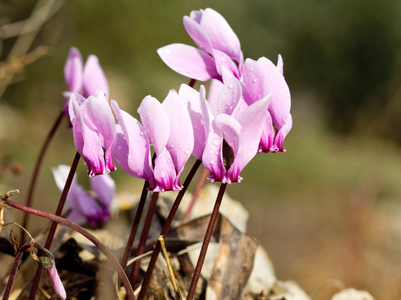 Image of Cyclamen graecum specimen.