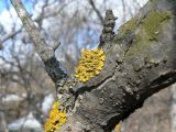 Xanthoria parietina. Таллом с апотециями на стволе Malus mandshurica. Хабаровский край, Хабаровский р-н, 17 км Владивостокского шоссе. 20.04.2013.