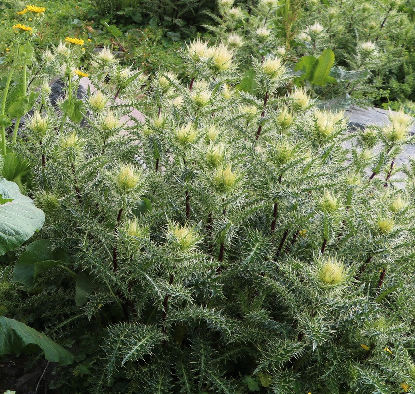 Изображение особи Cirsium obvallatum.