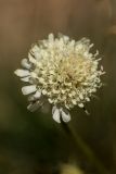 Scabiosa bipinnata. Соцветие. Кабардино-Балкария, Чегемский р-н, окр. с. Эльтюбю, ок. 1800 м н.у.м., сухой травянистый склон. 06.08.2021.